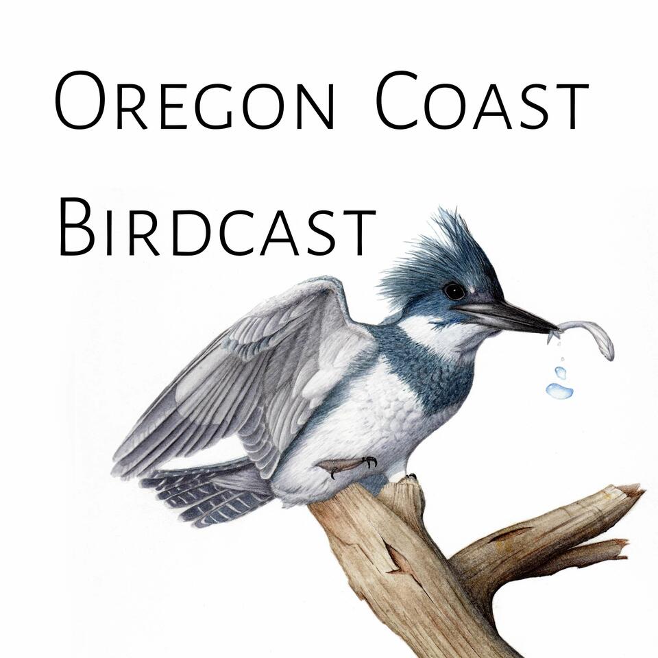 Oregon Coast Birdcast