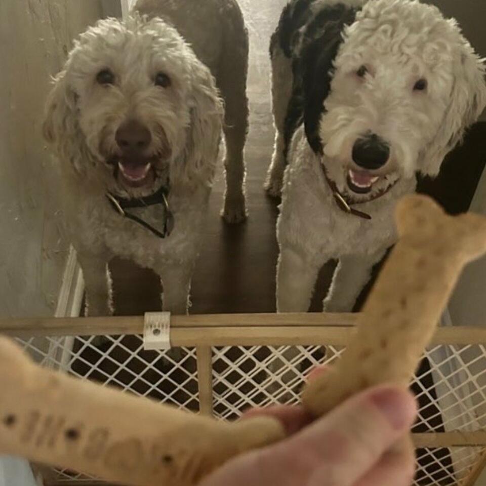 Paws & Whiskers: Tales from the Dog’s Life