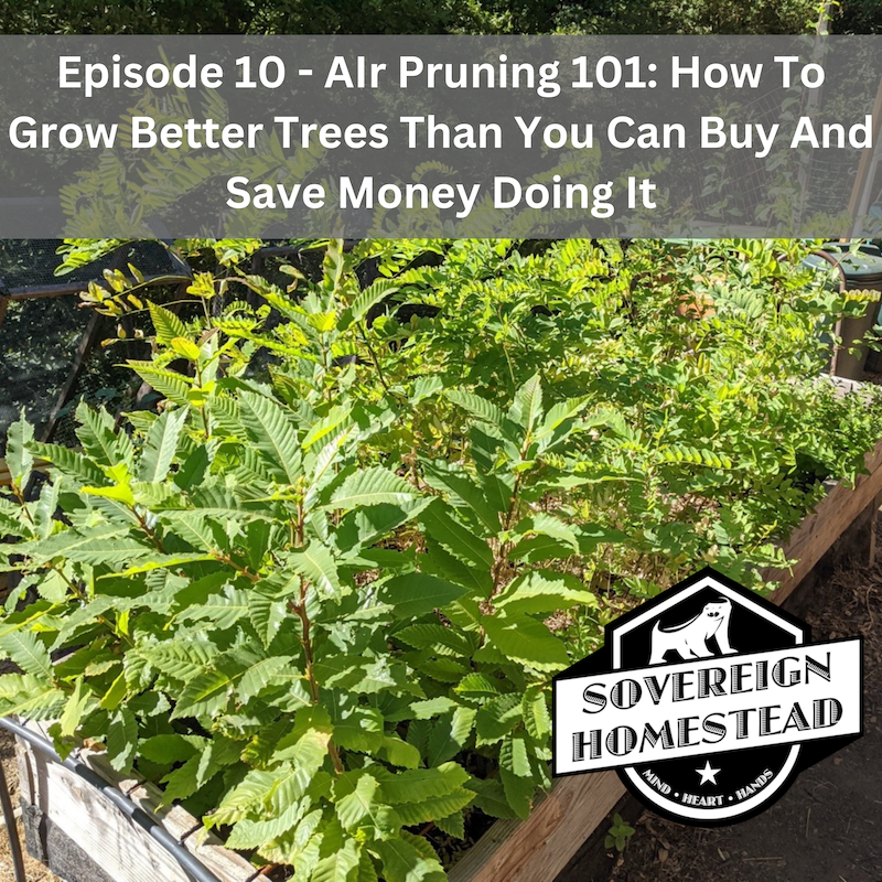 DIY Air Prune Beds – Grow Hundreds Of Healthy-Rooted Trees In A Tiny  Footprint