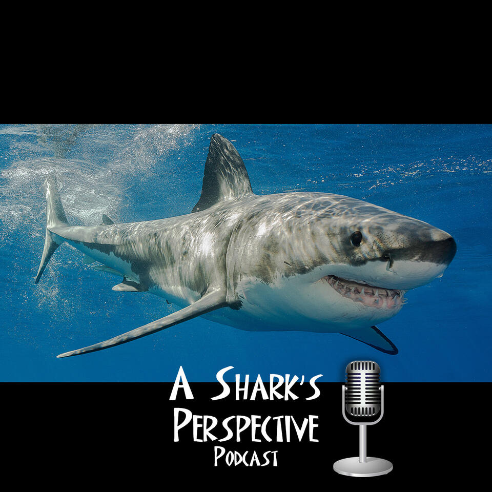 A Shark's Perspective