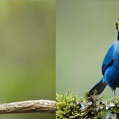 Bird Podcast with Shoba Narayan