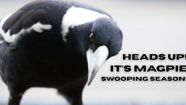Heads Up! It’s Magpie Swooping Season!