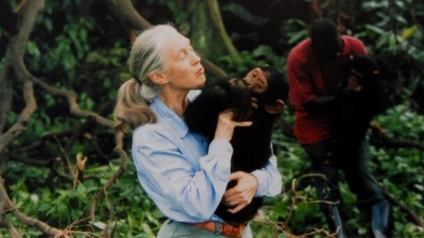 Jane Goodall Passes Away Aged 91