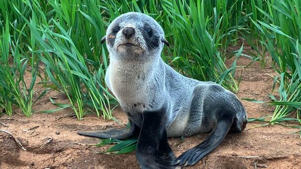 Aussie Farmer Finds Baby Seal In Wheat Crop, Three Kilometres From The Sea
