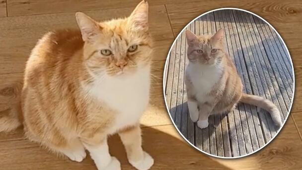 Cat Puts On Oscar Winning Performance By Faking An Injury To Be Allowed ...