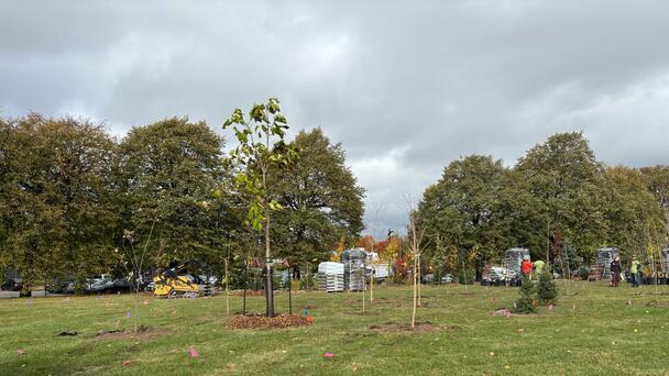 Volunteers transform Montreal-area field near highway into small urban fore