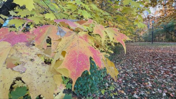 Cold start to the day, but mainly sunny and mild in Ottawa 