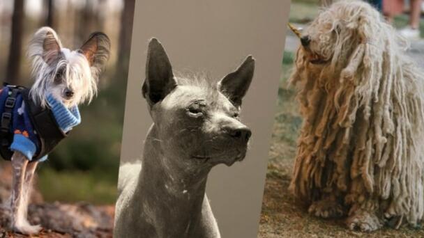 8 Dog Breeds That’ll Make You Look Twice