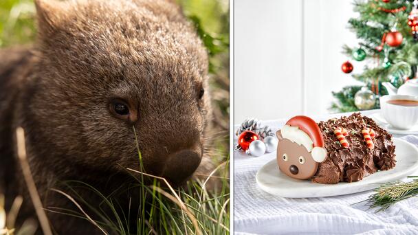 Woolworths Launches Adorable New Wally The Wombat Christmas Dessert – Fo...