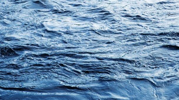 RSPCA probe after 10 dogs spotted on Gold Coast boat