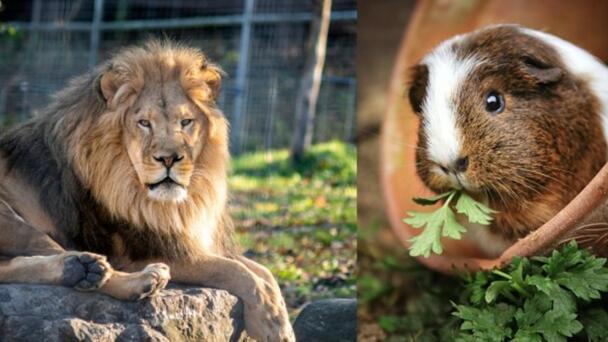 Zoo Asks Patrons To Donate Their Unwanted Pets As Food