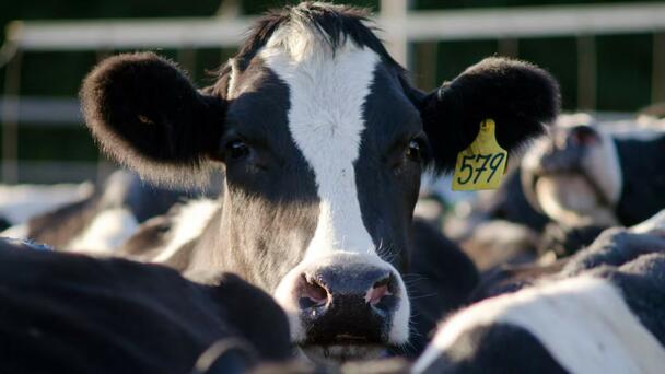 Dairy prices fall again, but NZ analyst predicts slump won’t last