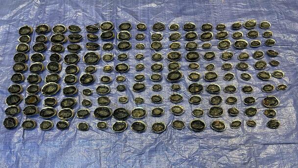 Fisheries officers catch two Gisborne fishermen with 157 undersized pāua