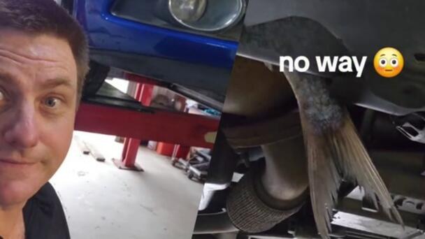 Mechanic Finds Entire Fish In Overheating Car