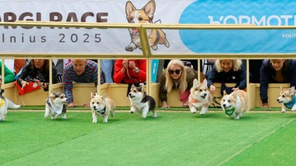 Watch Hundreds of Corgis Run In International Race