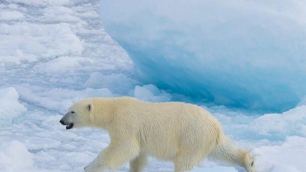 Al Gore wrong again: Study delivers good news for Arctic ice trends, bad ne