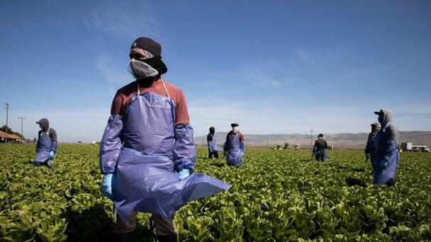 Trump’s ICE shields farmers from raids, then reverses course to deliver on 