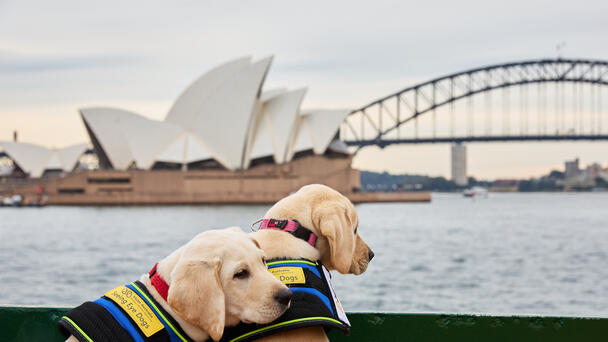 Future Seeing Eye Dogs Take On Big Sydney Adventures