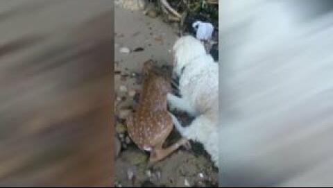 Heroic Dog Saves Fawn from Drowning 