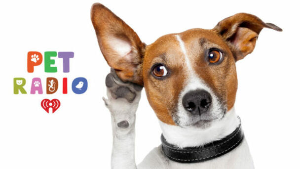 Pet Radio acompaña a tus mascotas con música relajante cuando no estás en c