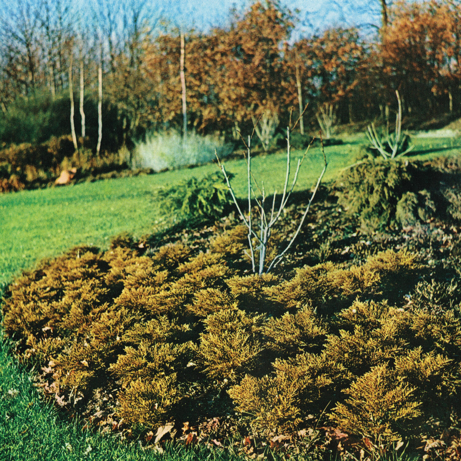 Track Image