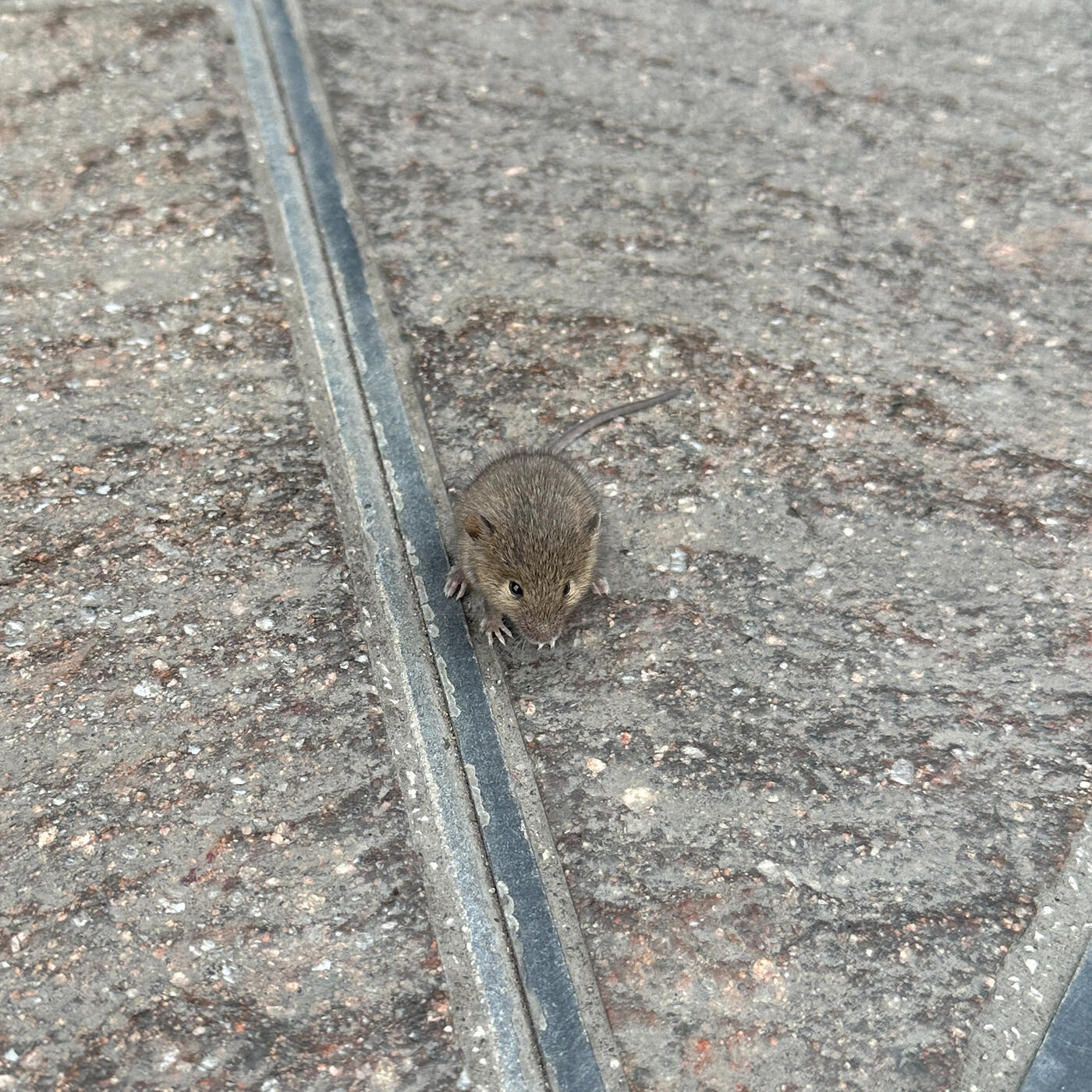 Track Image