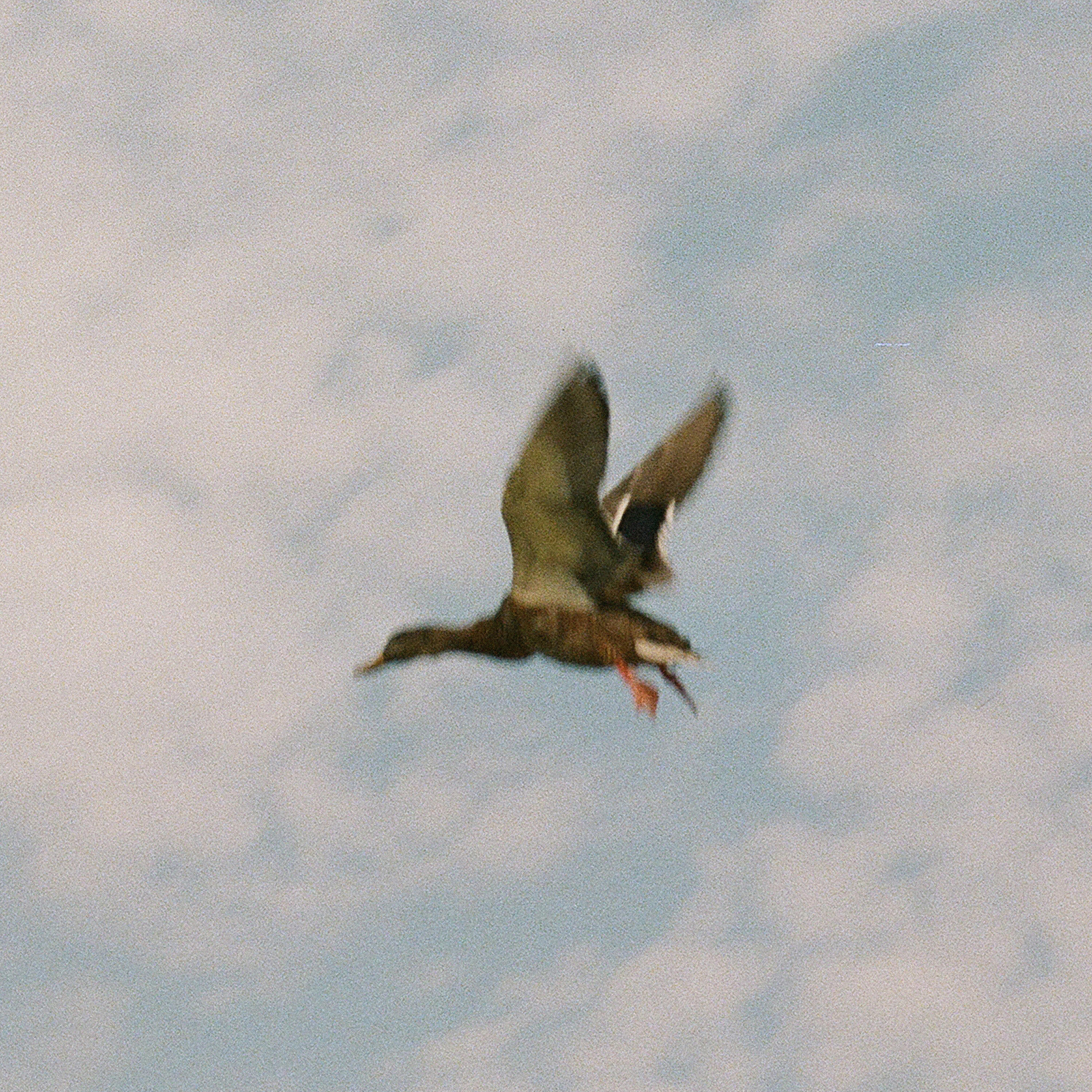Track Image