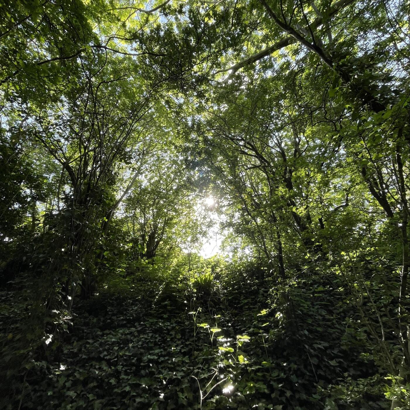 Track Image