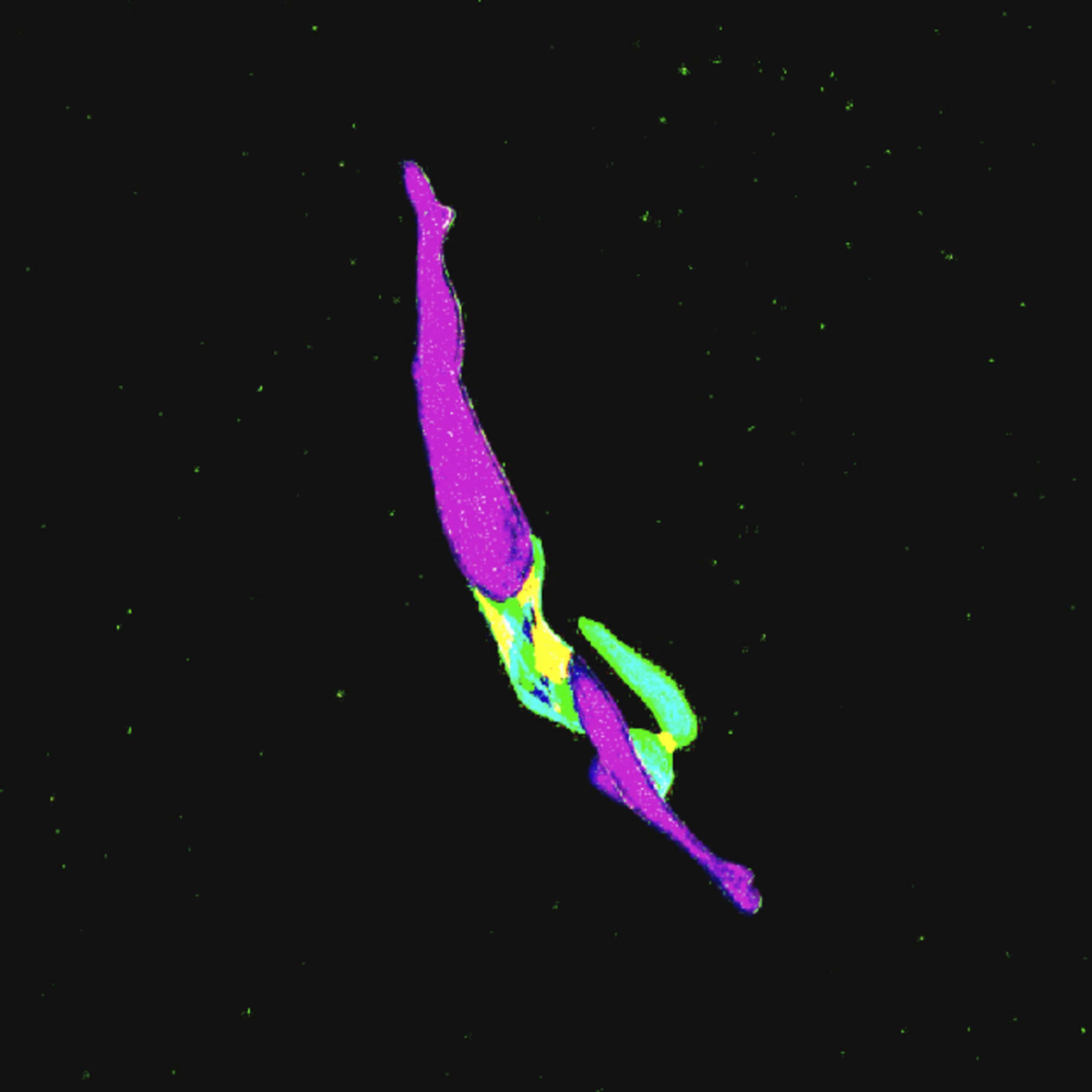 Track Image