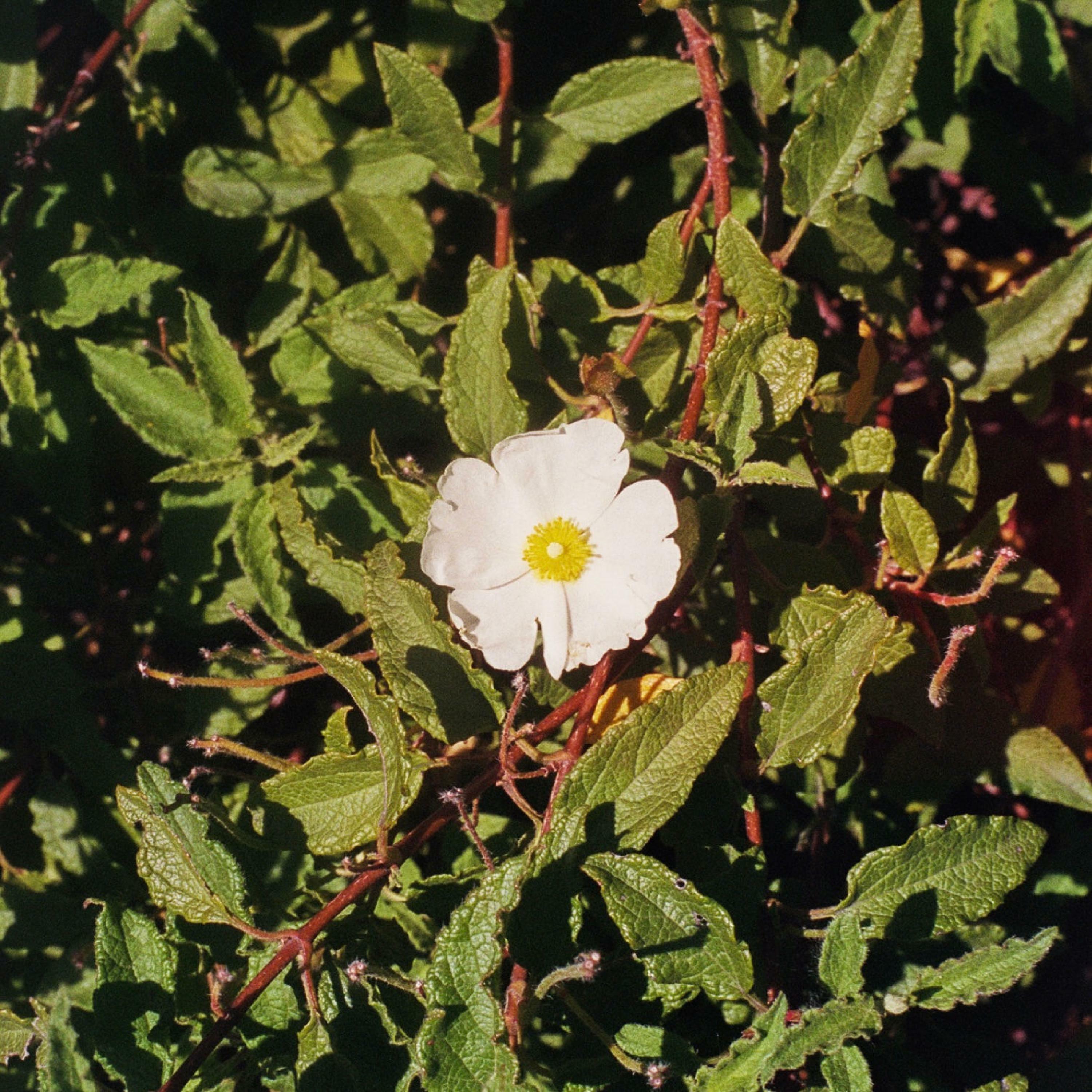 Track Image