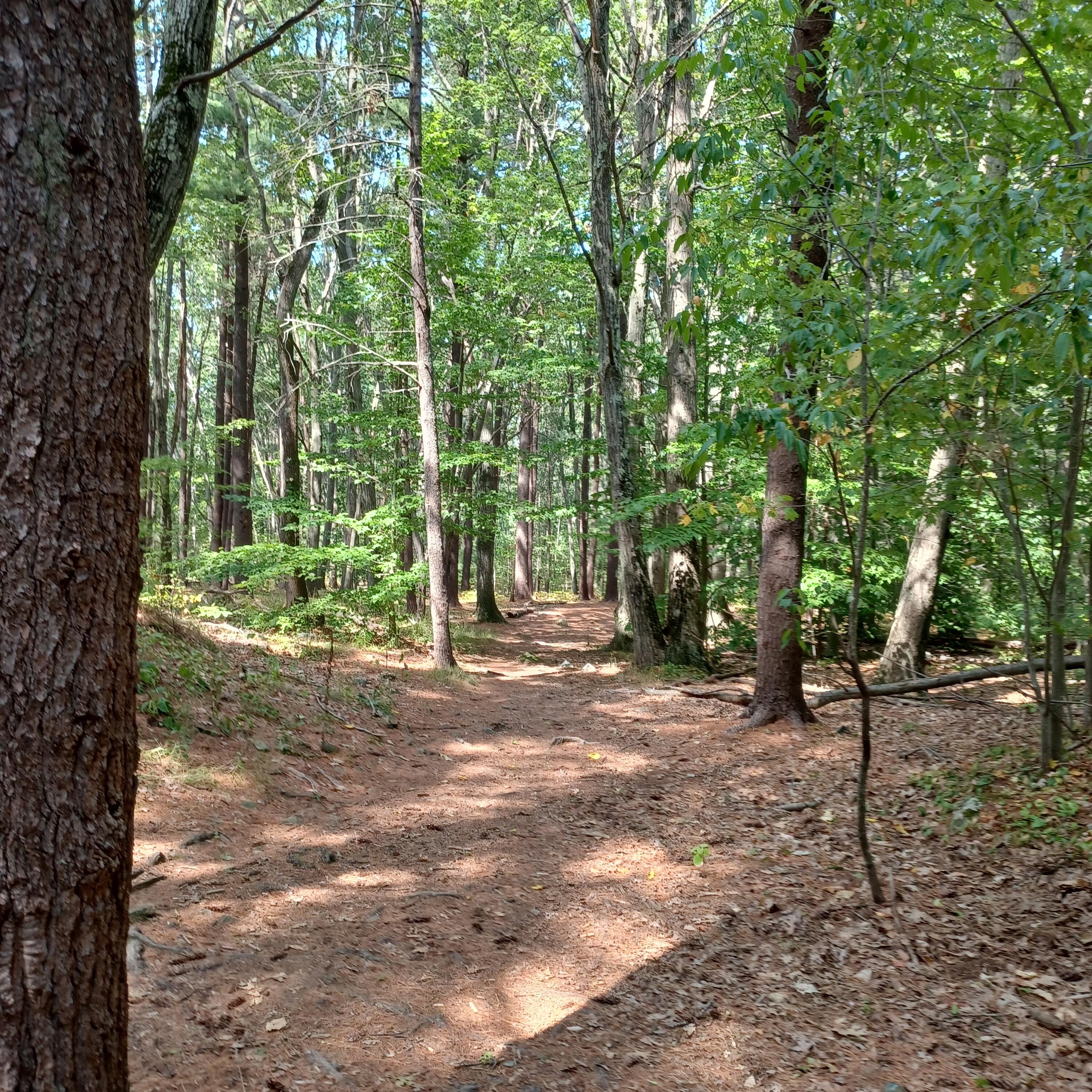 Track Image