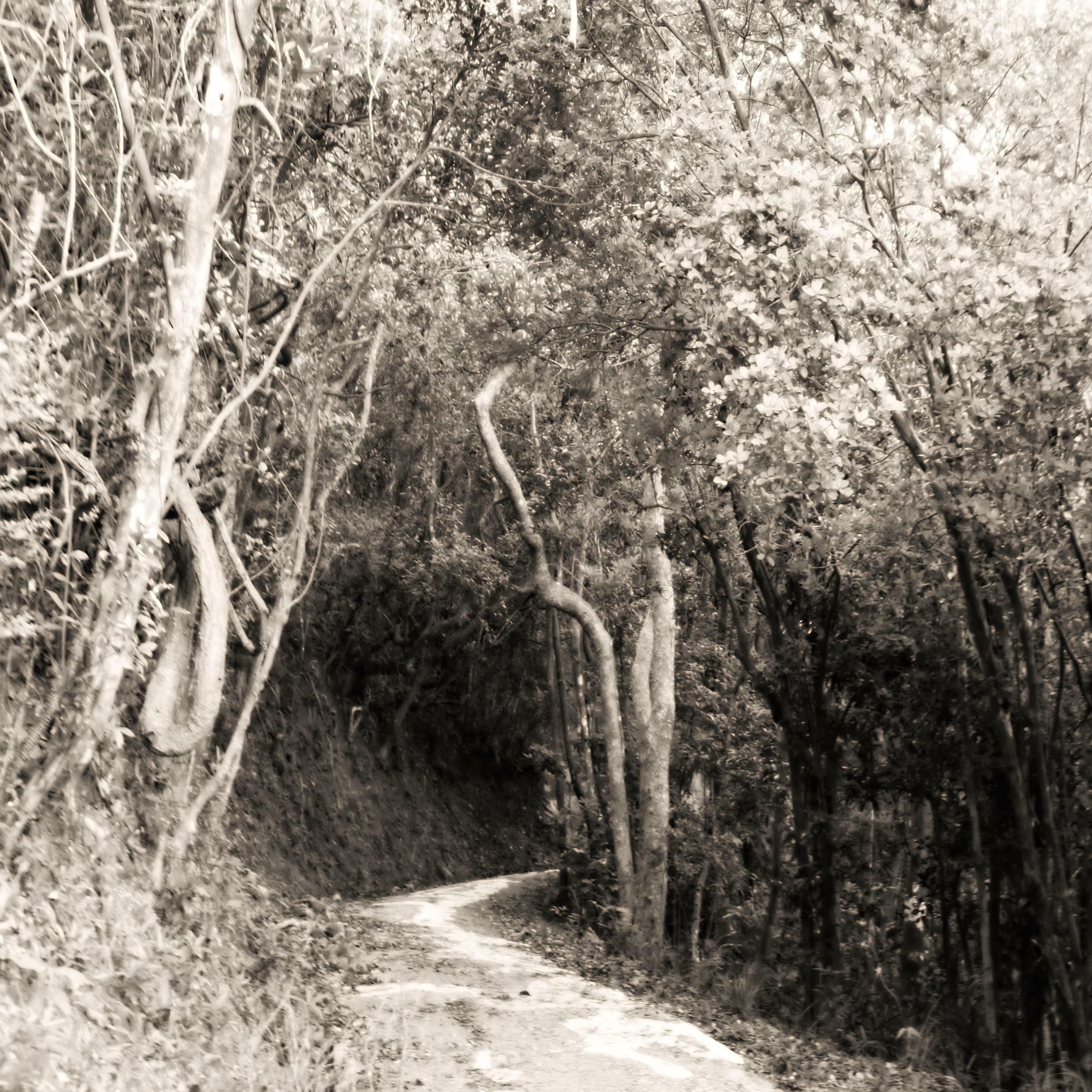 Track Image