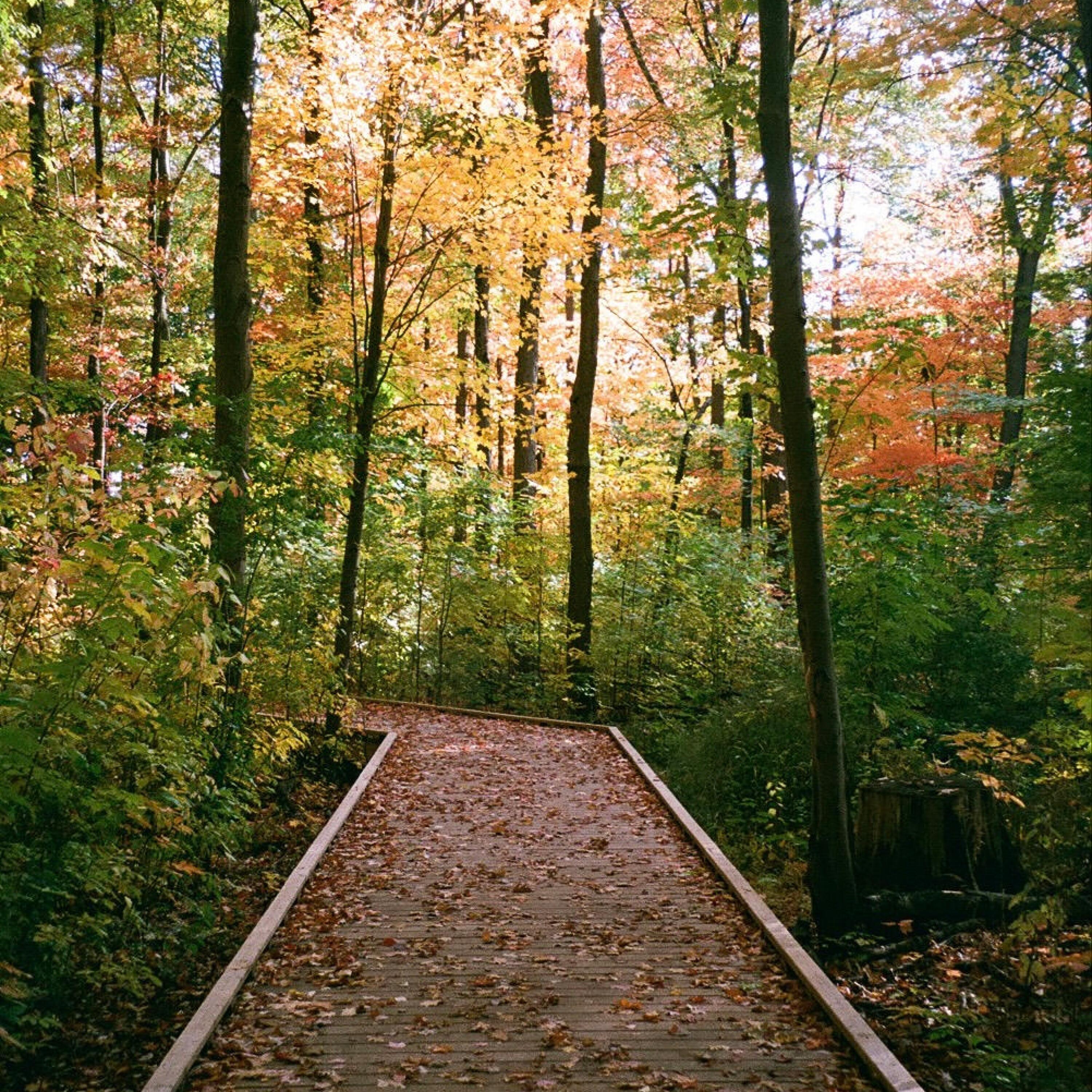 Track Image