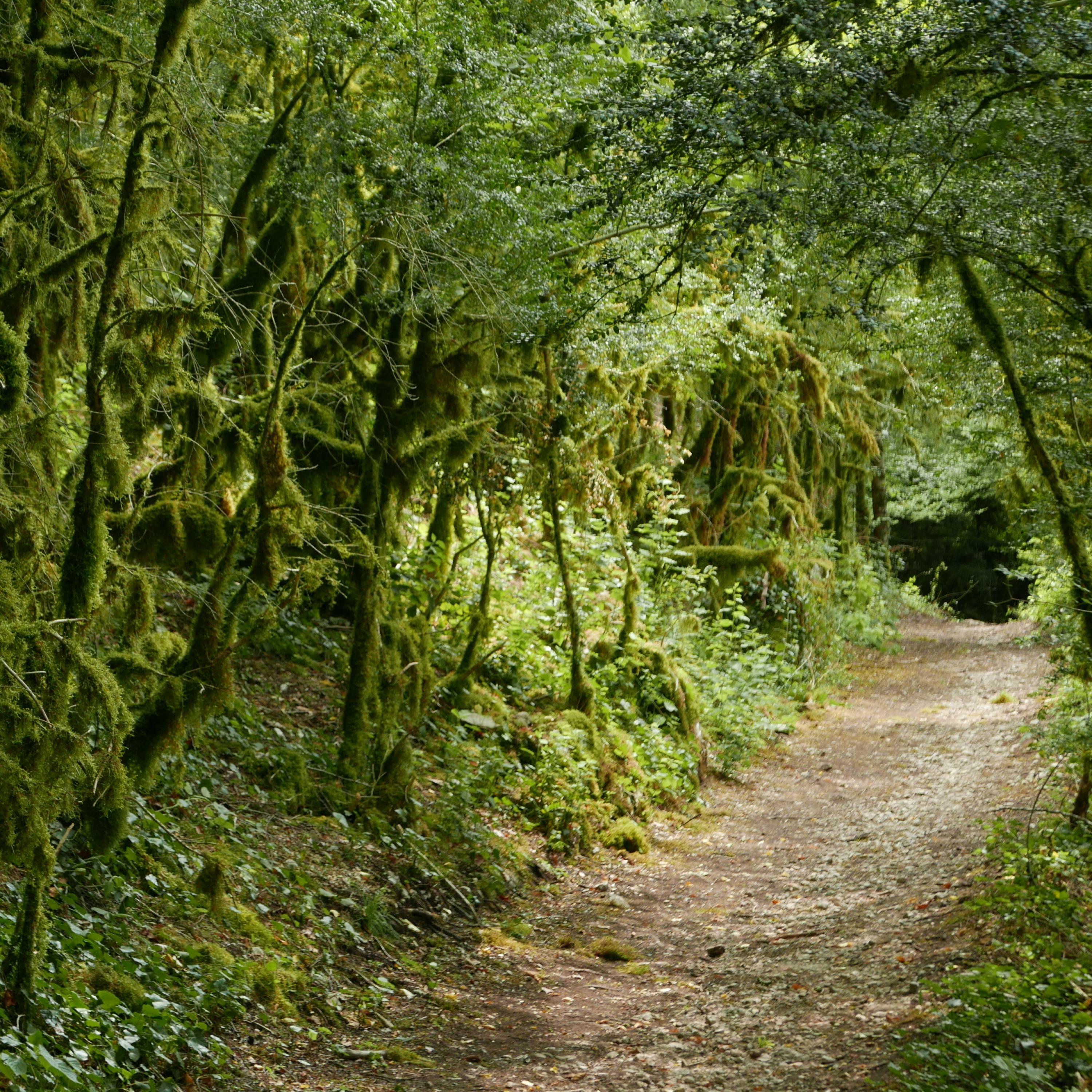 Track Image