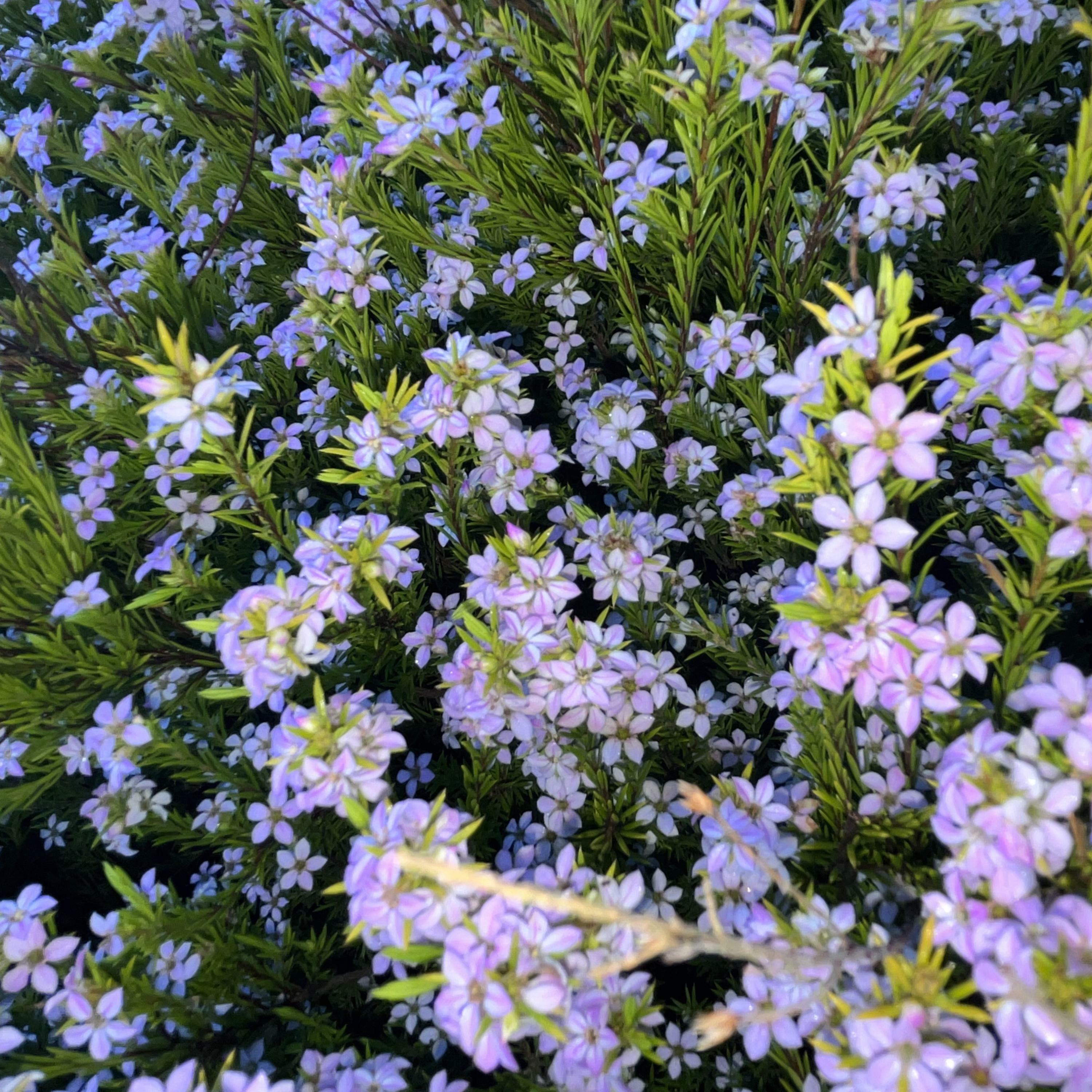 Track Image