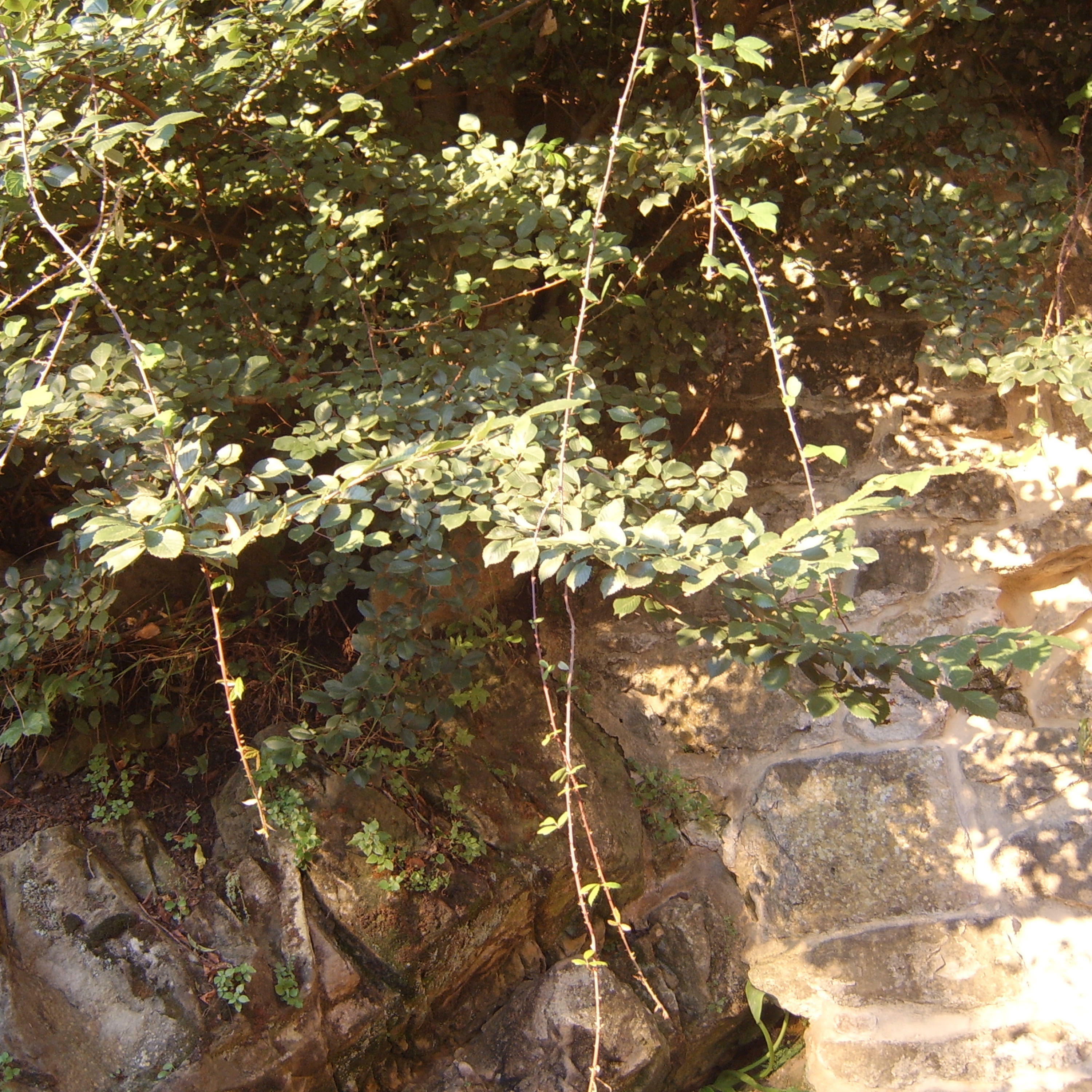 Track Image