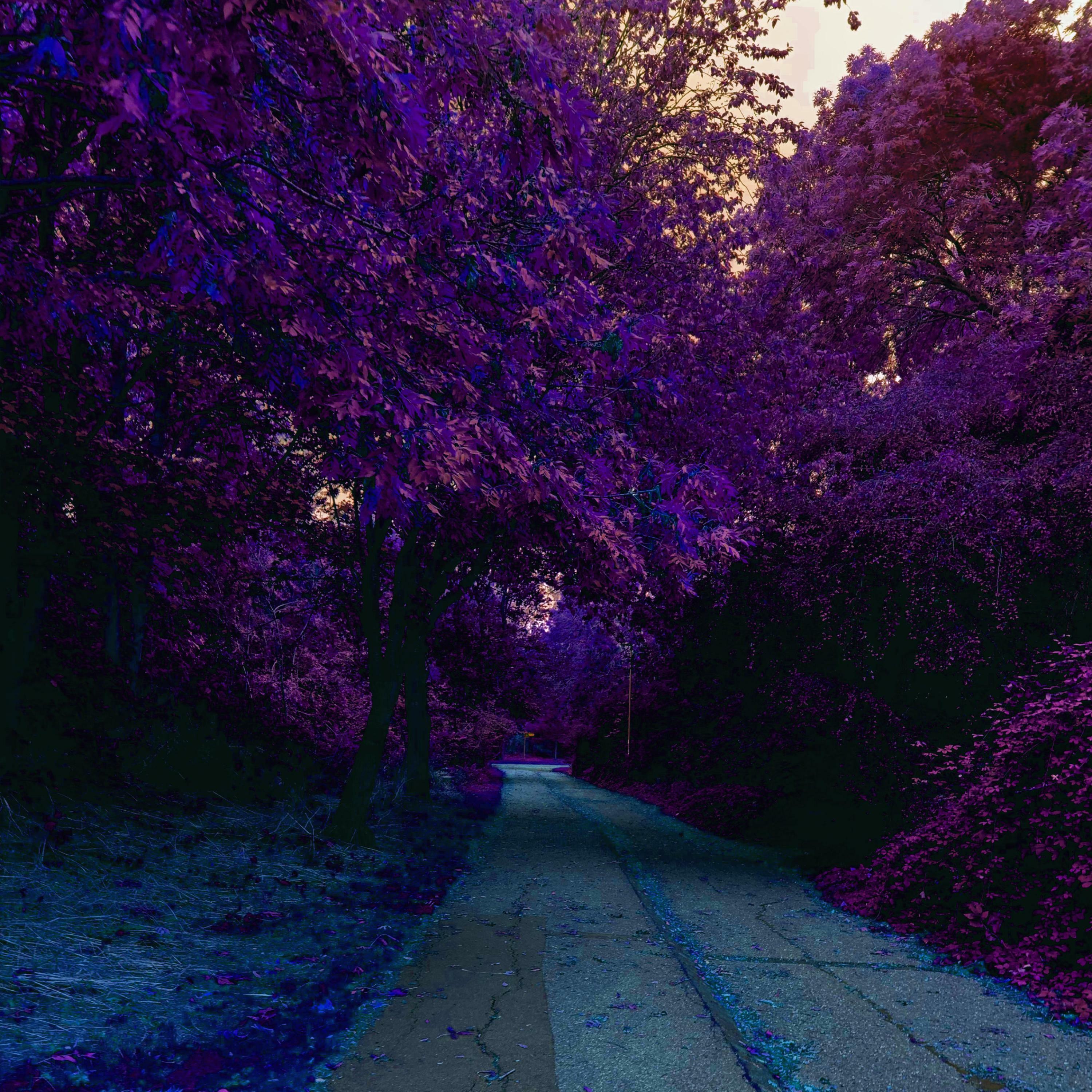 Track Image