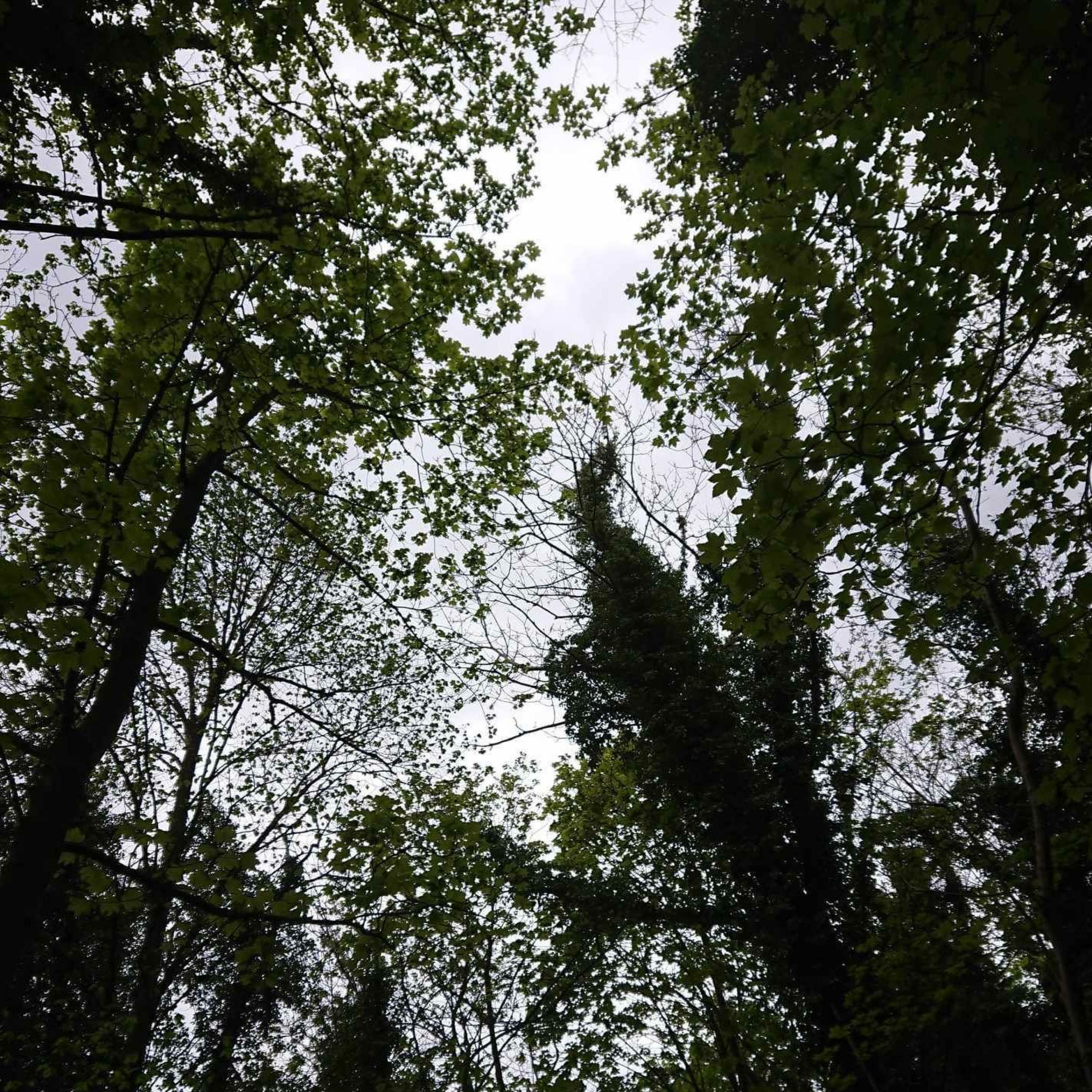 Track Image