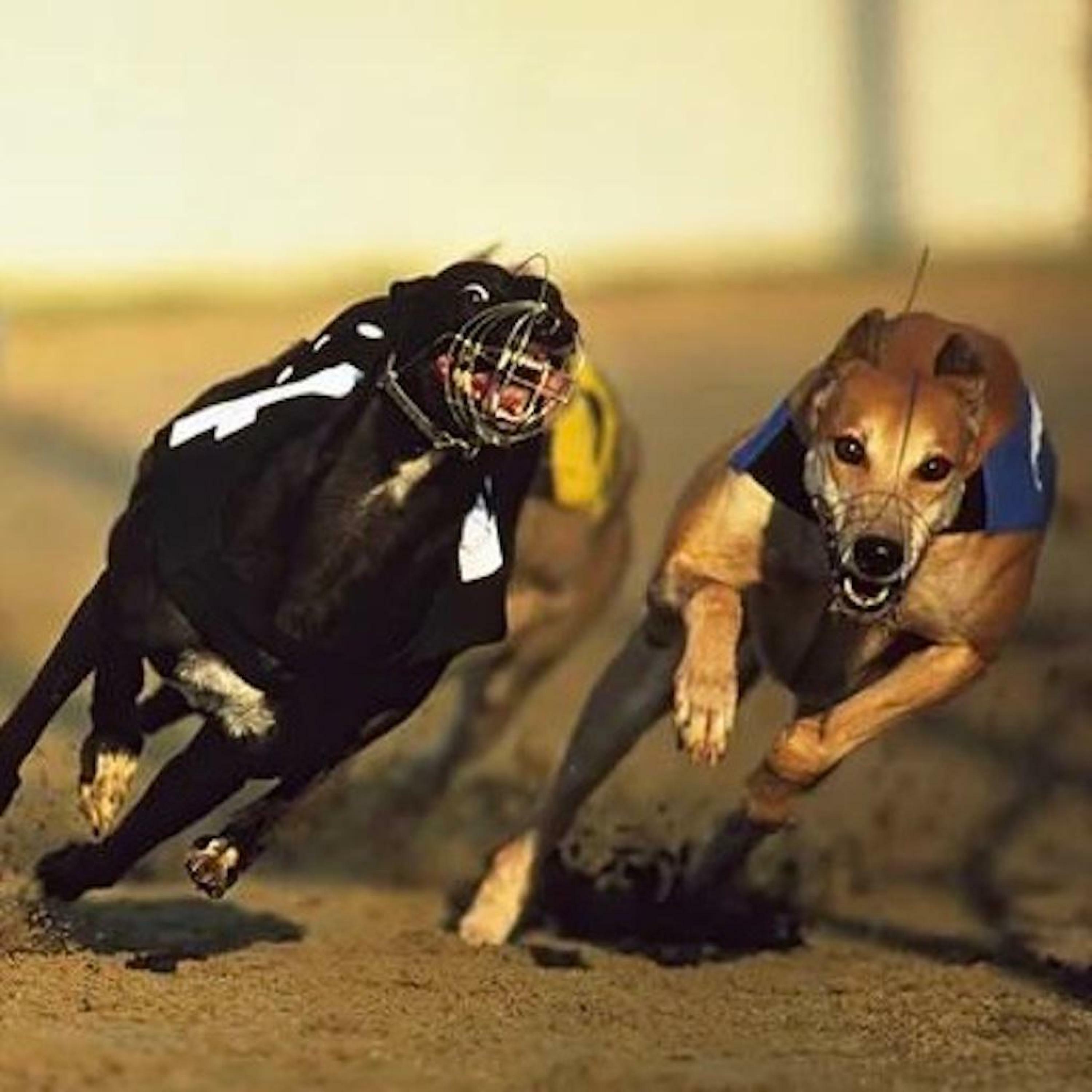 Track Image