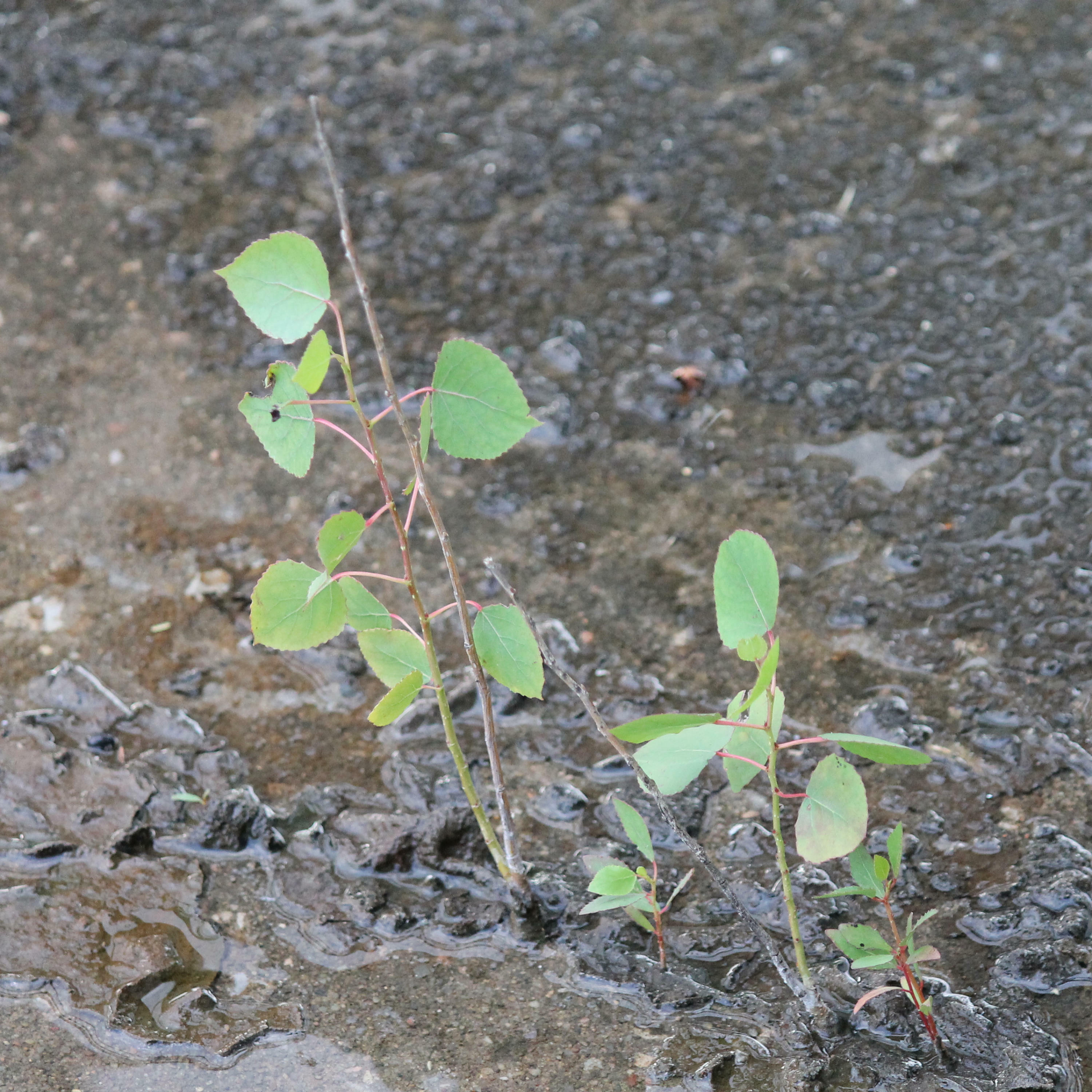 Track Image