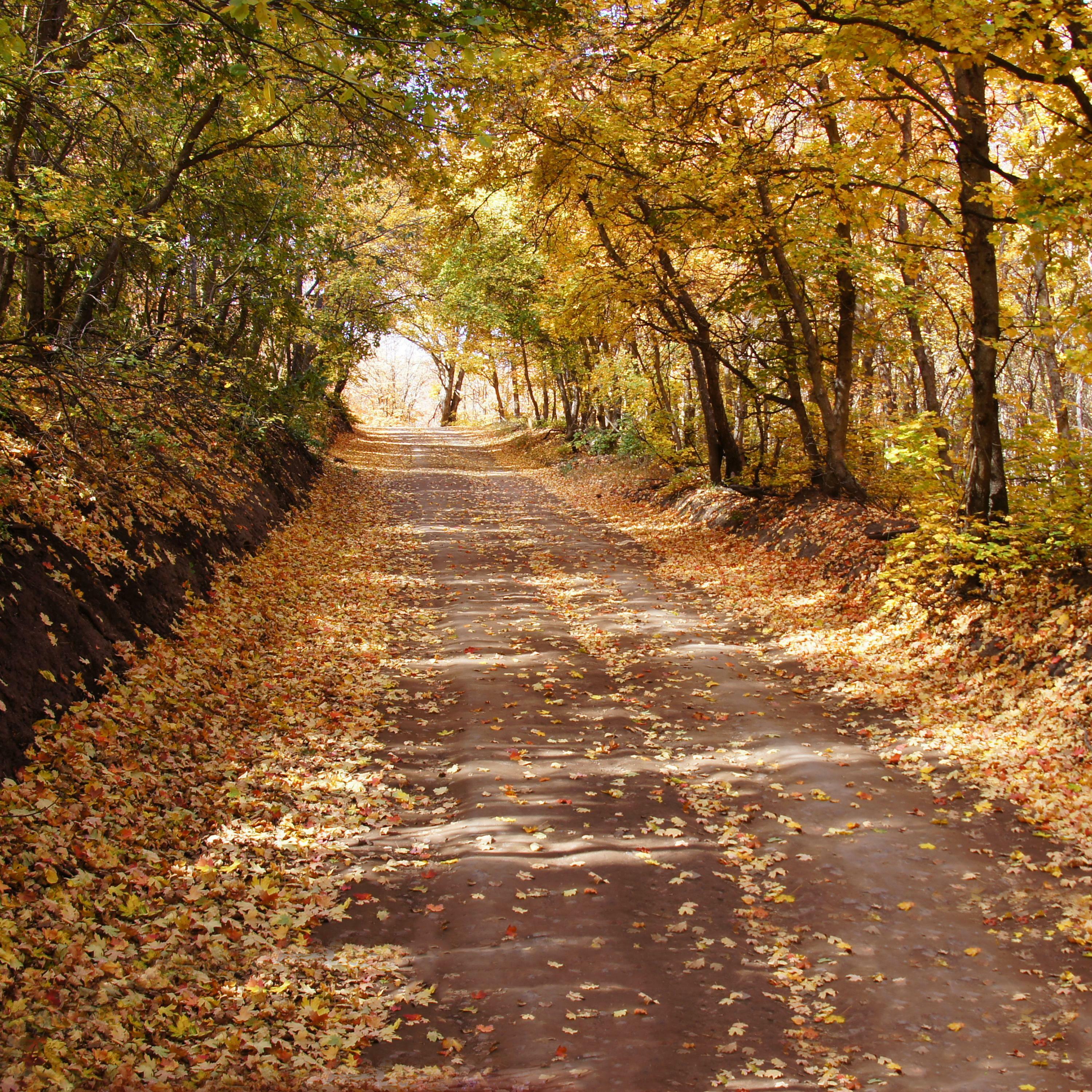 Track Image