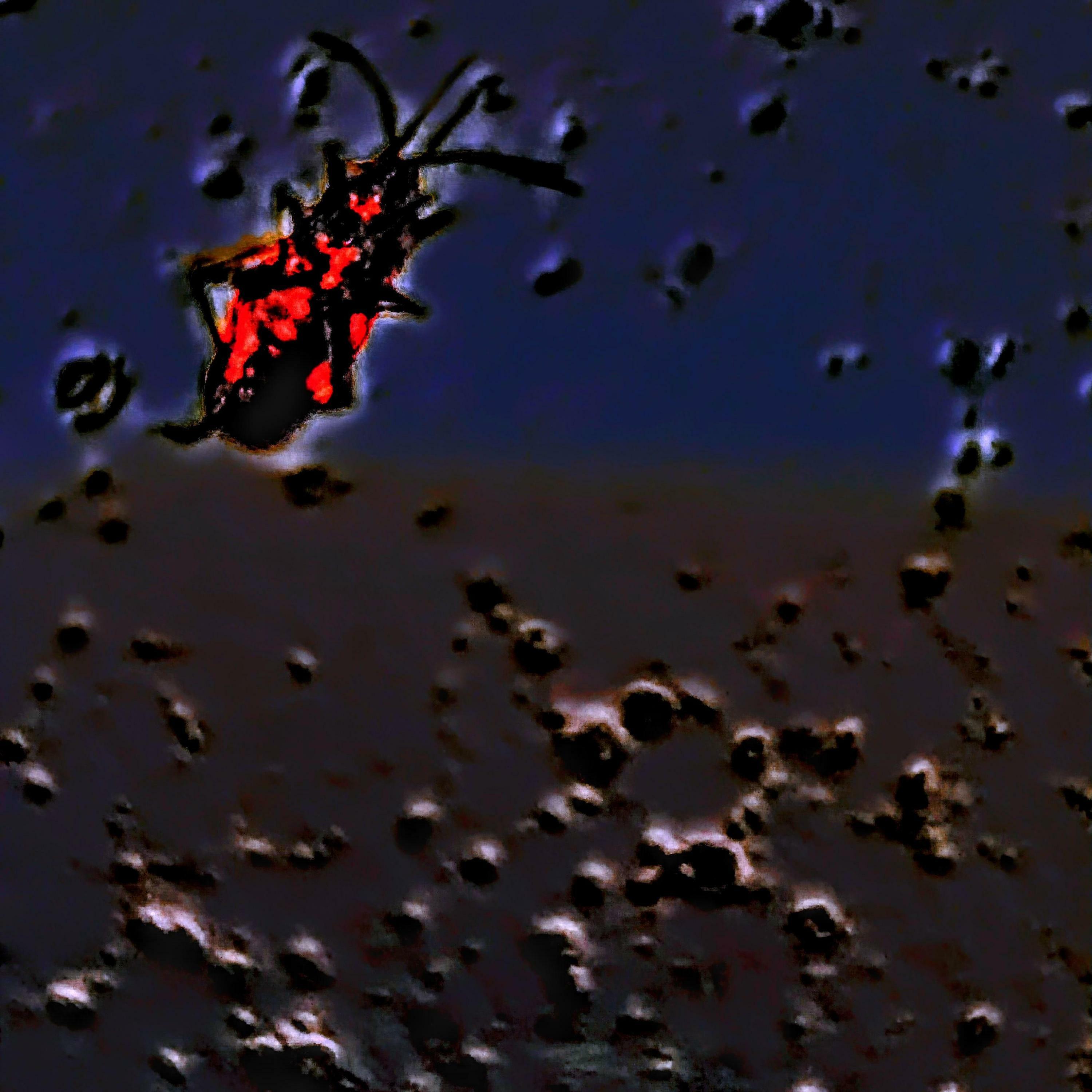 Track Image