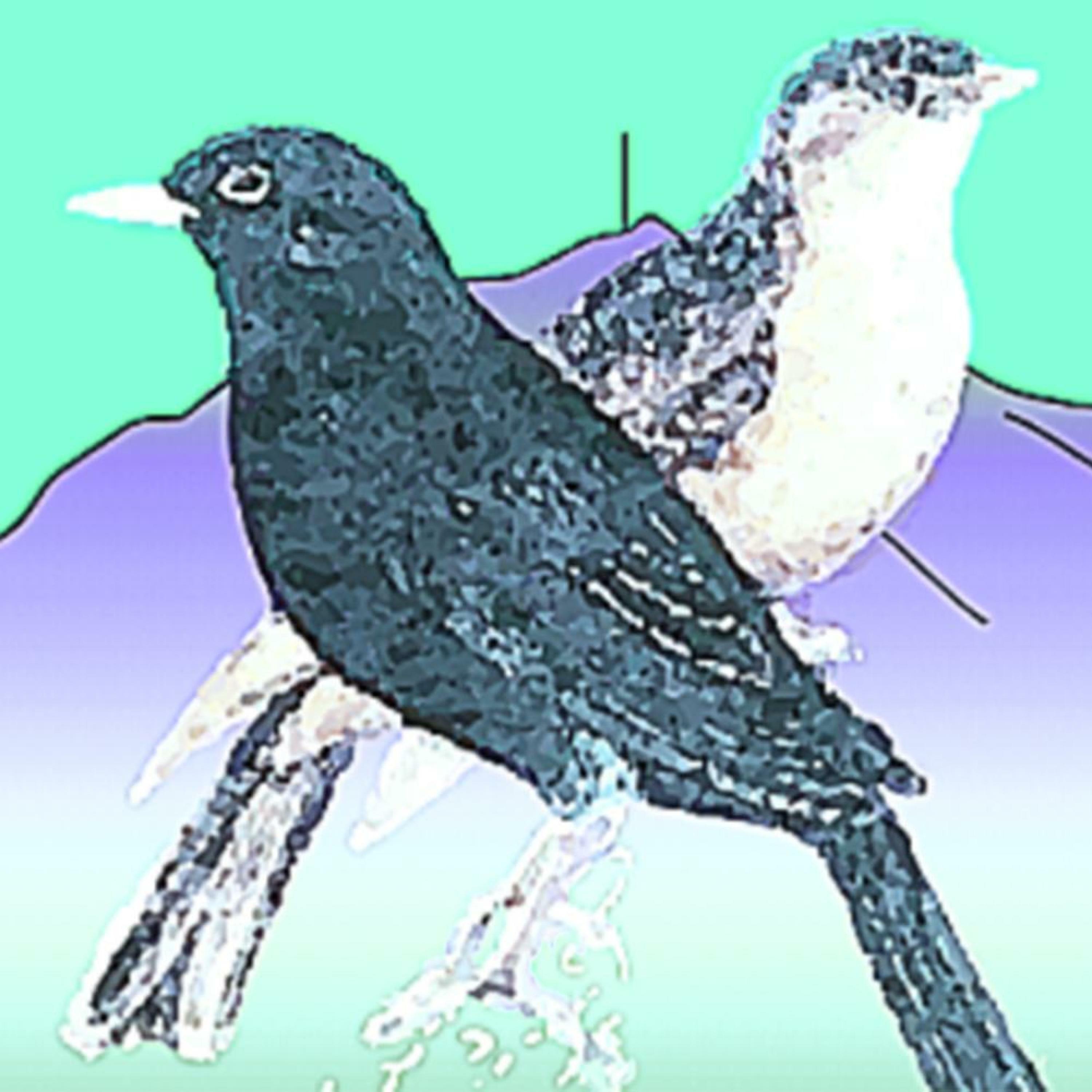 Track Image