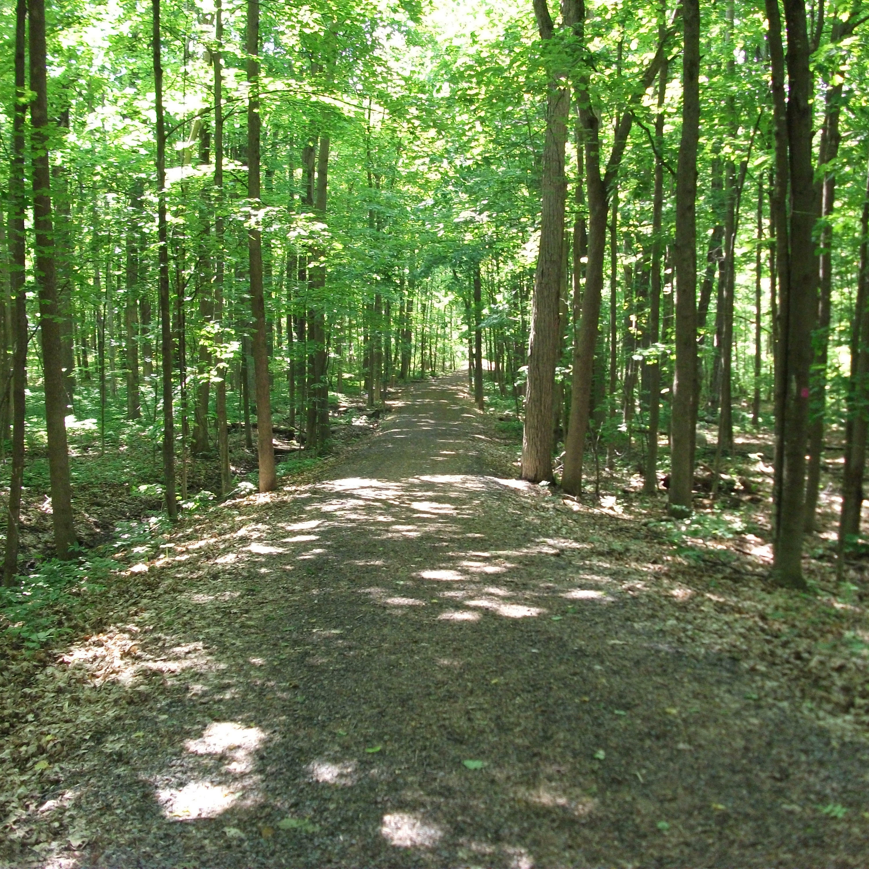 Track Image