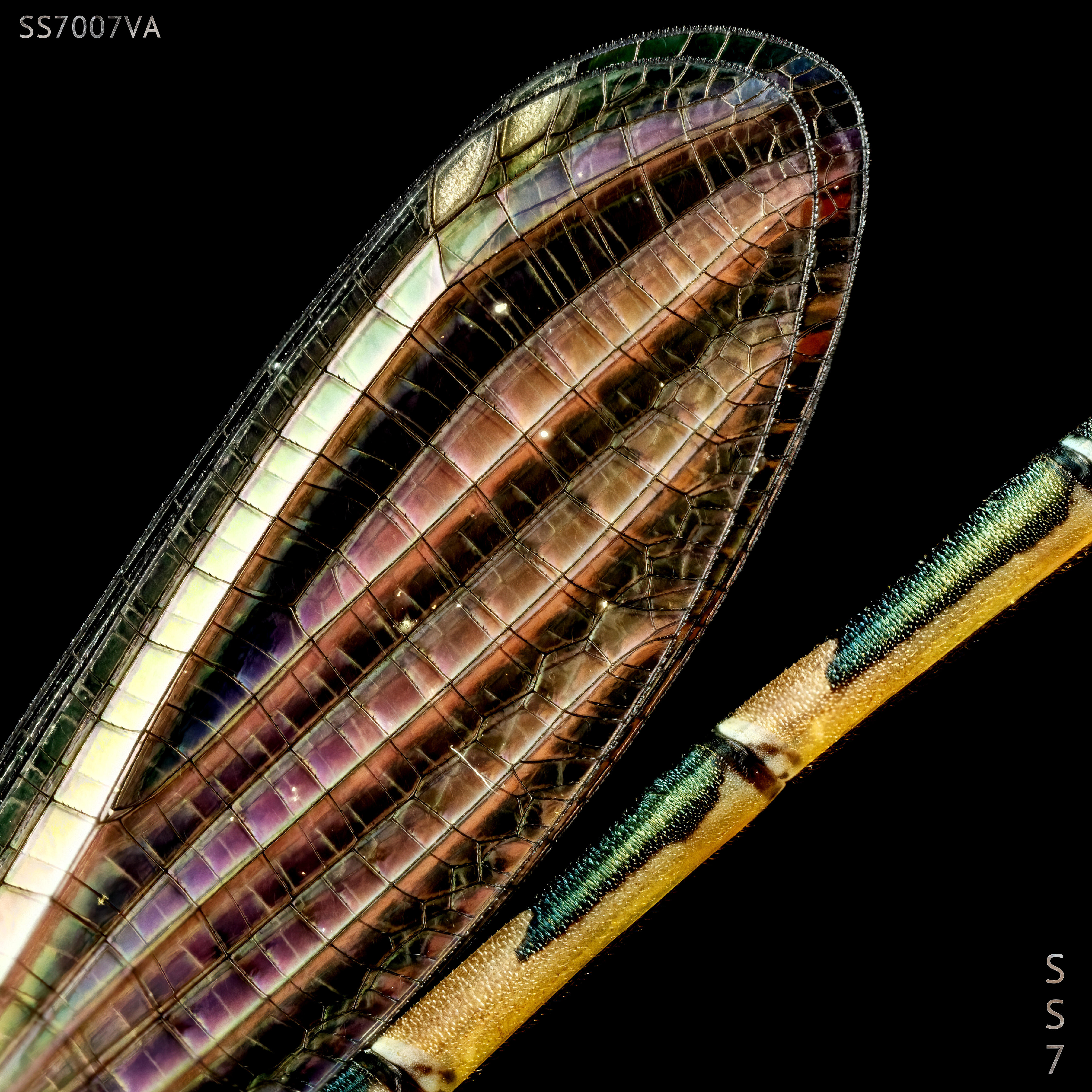 Track Image