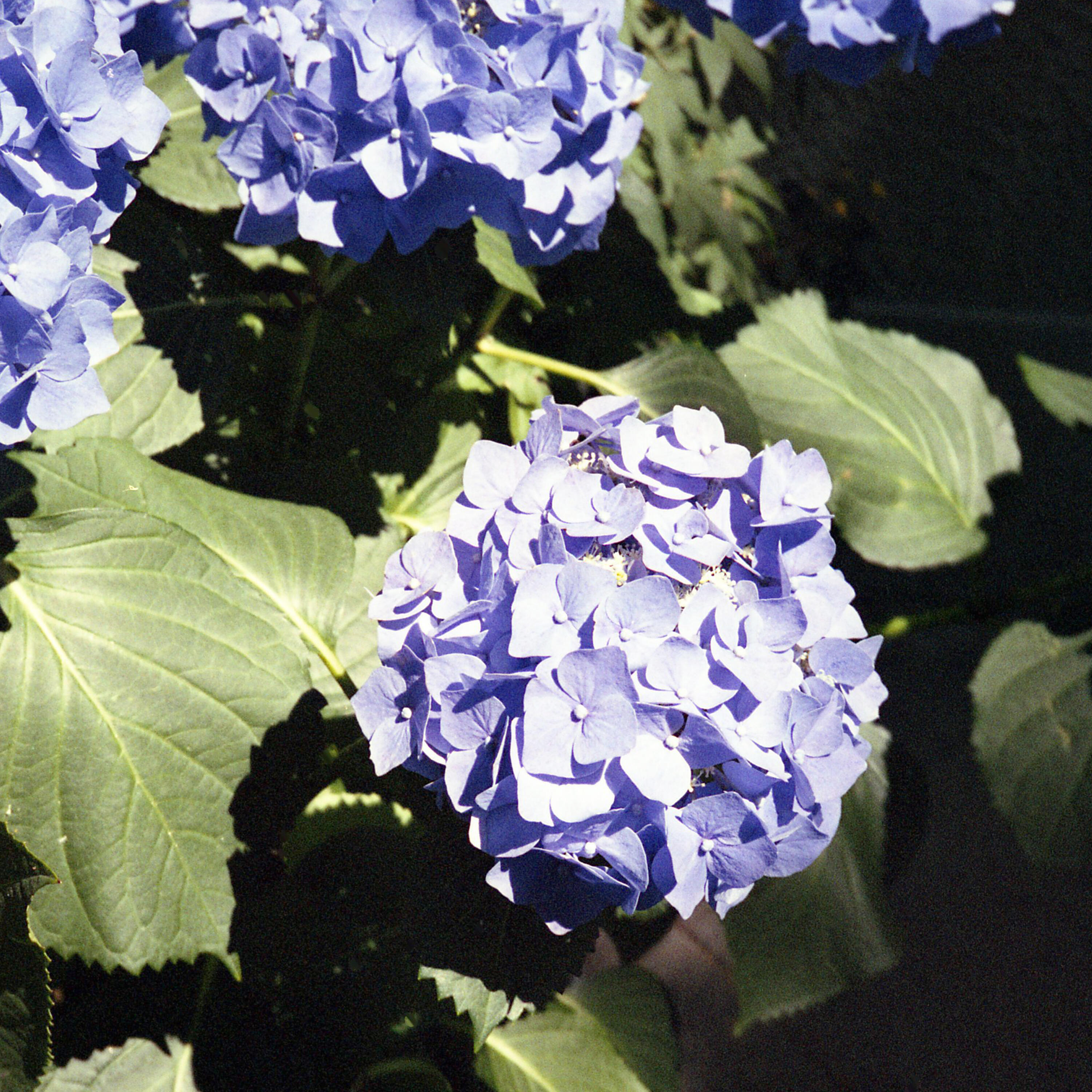 Track Image