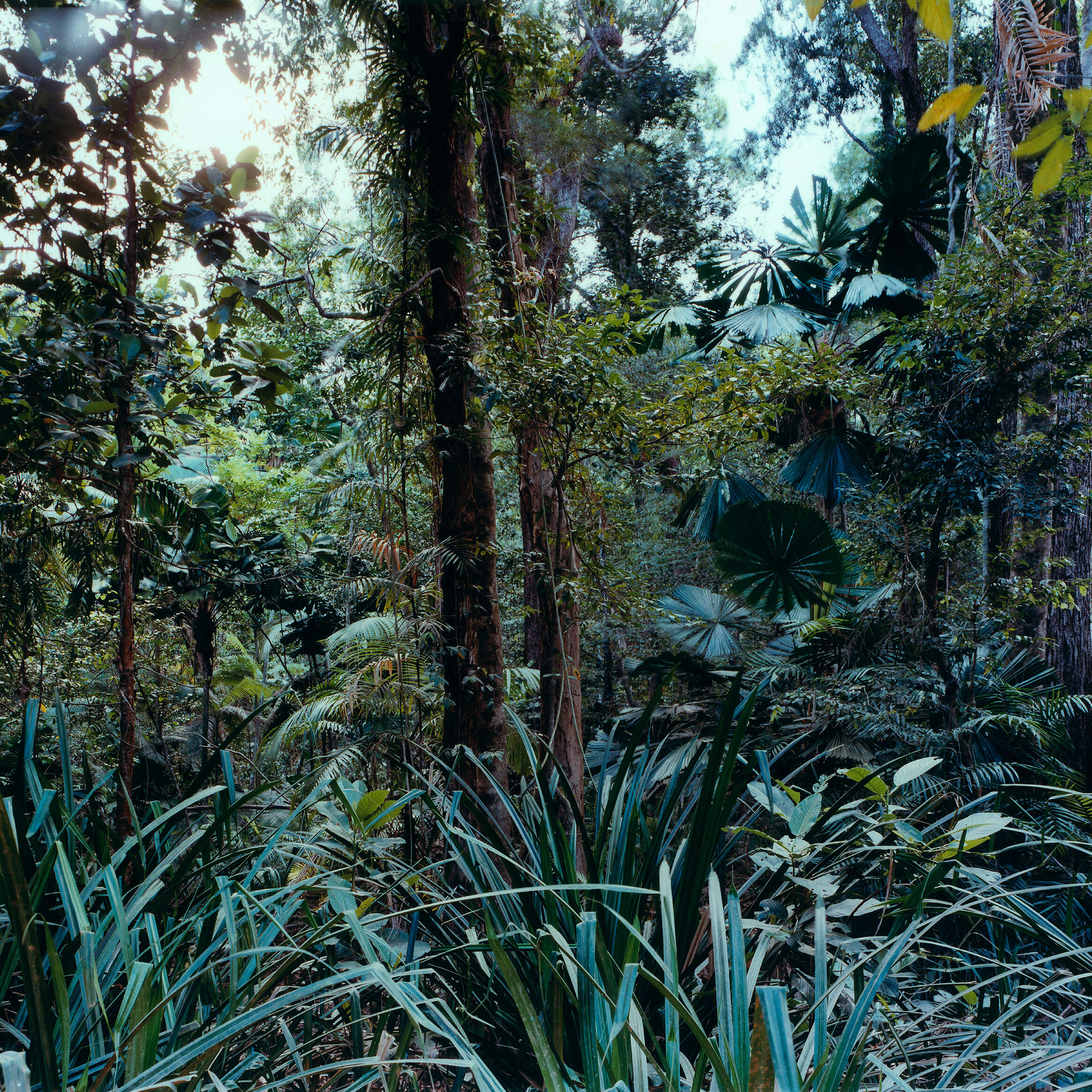 Track Image