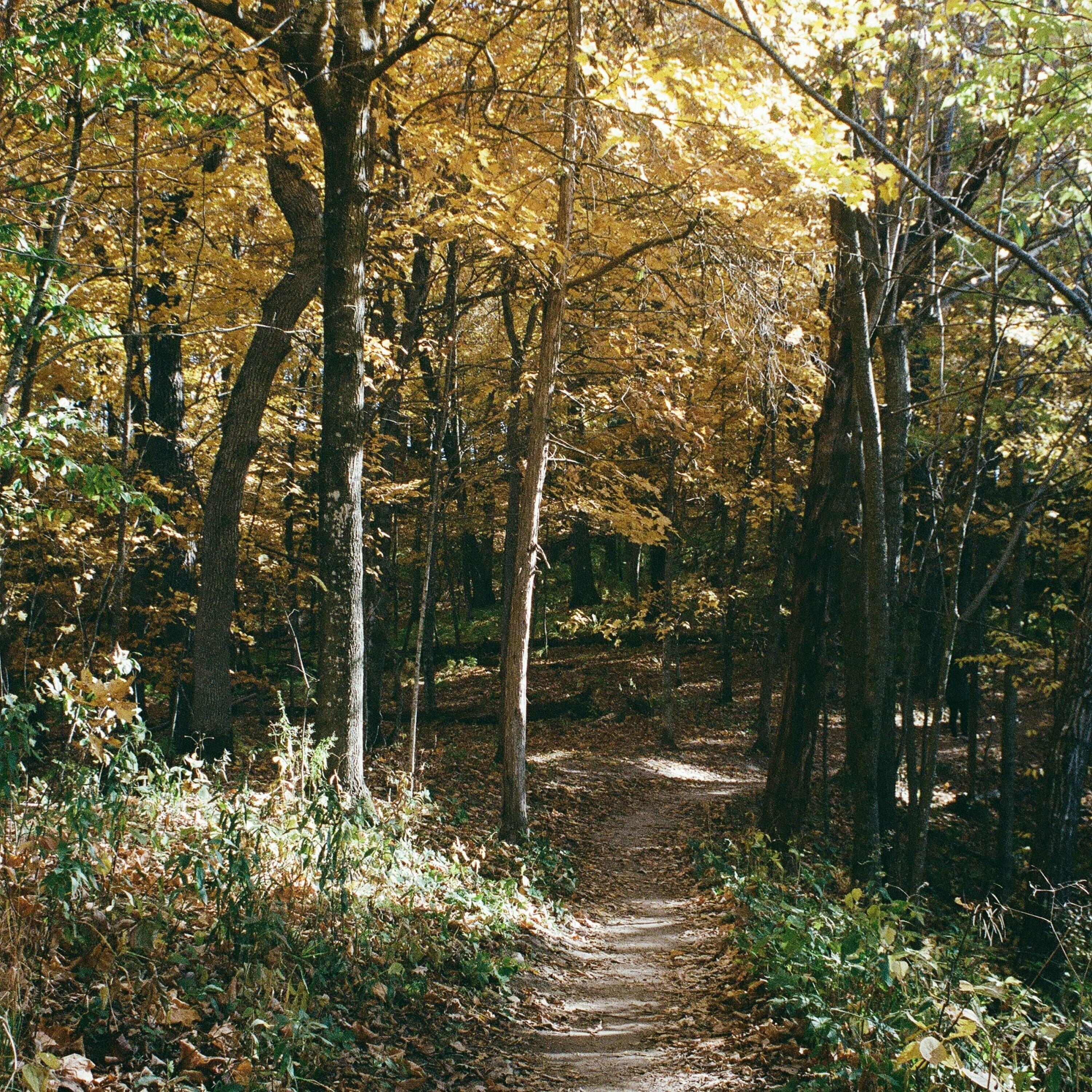 Track Image