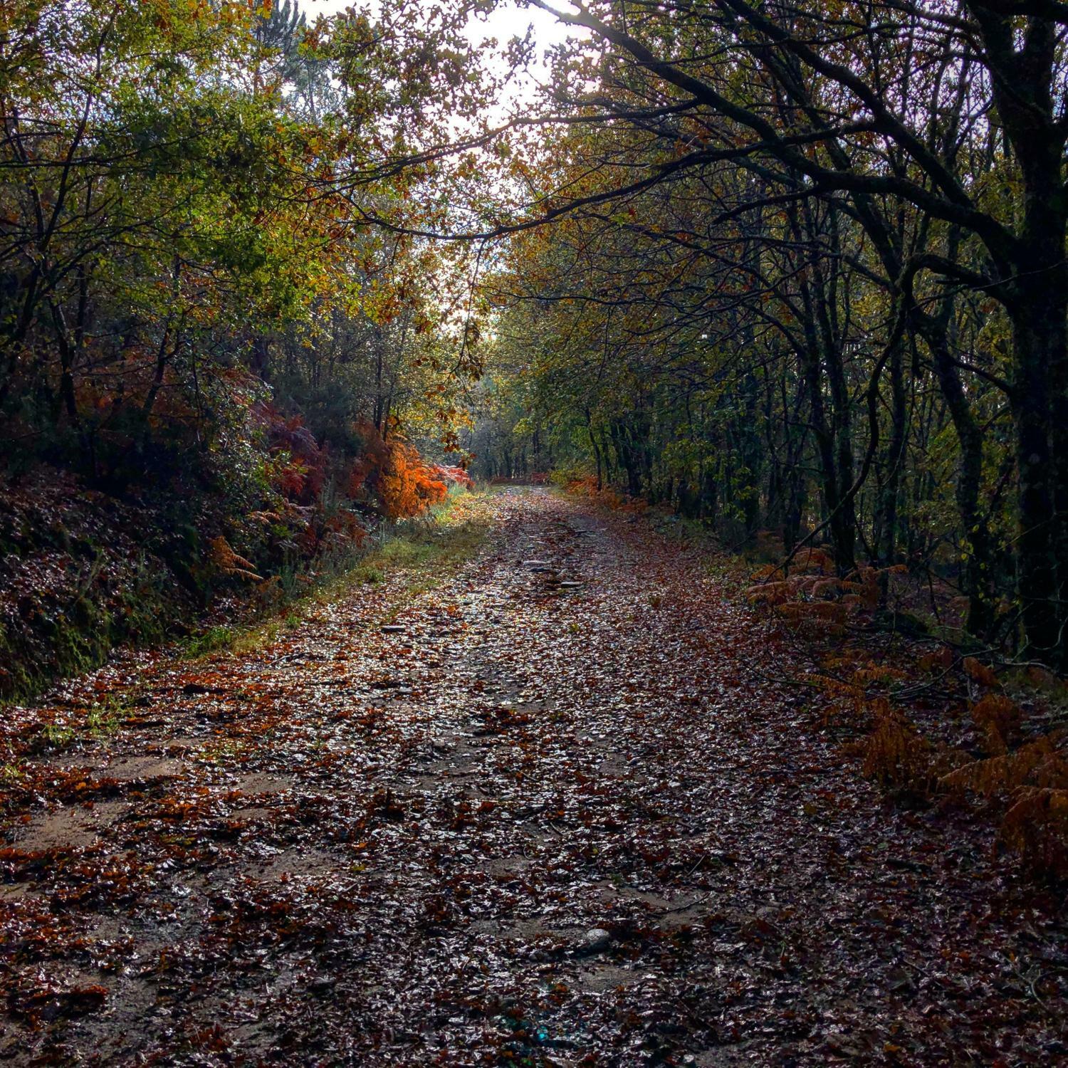 Track Image