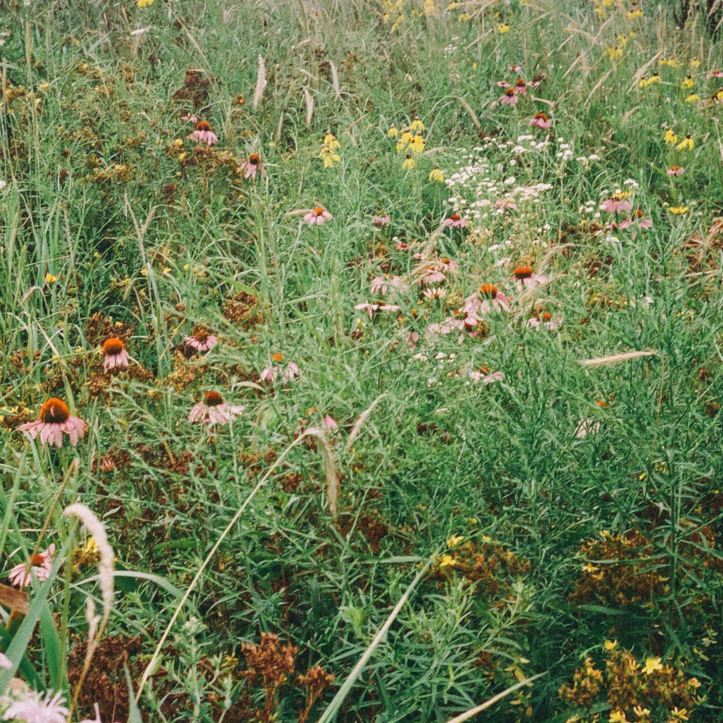 Track Image